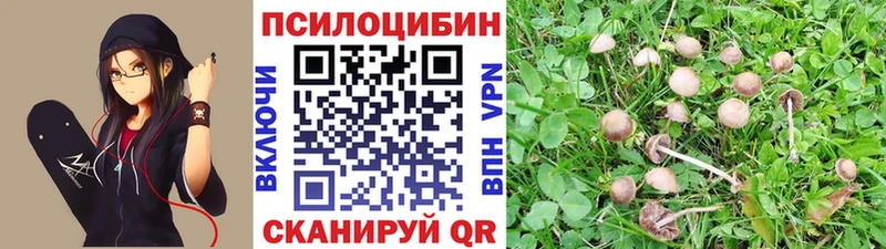 Купить закладки  Волхов  Галлюциногенные грибы Psilocybe 